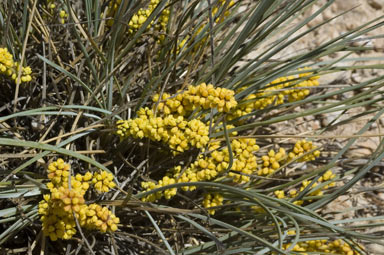 APII jpeg image of Lomandra collina  © contact APII