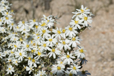 APII jpeg image of Olearia brachyphylla  © contact APII