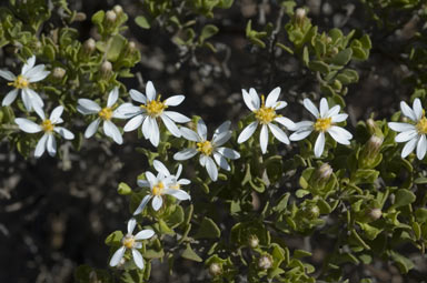 APII jpeg image of Olearia muelleri  © contact APII