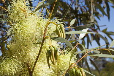 APII jpeg image of Eucalyptus eremophila  © contact APII