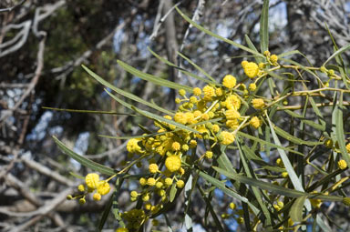 APII jpeg image of Acacia saligna  © contact APII