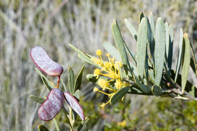 APII jpeg image of Acacia subcaerulea  © contact APII