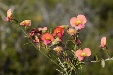 APII jpeg image of Chorizema aciculare subsp. aciculare  © contact APII