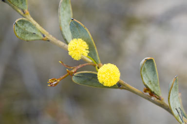 APII jpeg image of Acacia glaucissima  © contact APII