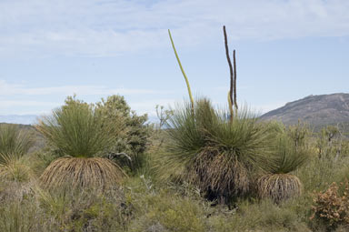 APII jpeg image of Xanthorrhoea  © contact APII