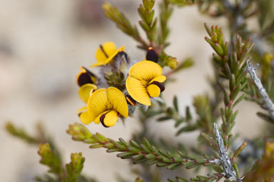 APII jpeg image of Pultenaea brachyphylla  © contact APII