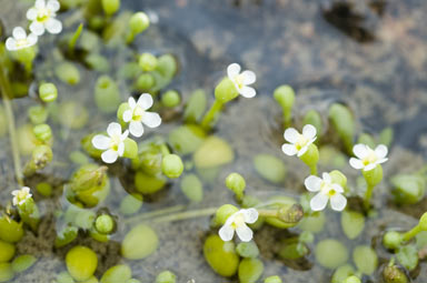 APII jpeg image of Glossostigma drummondii  © contact APII