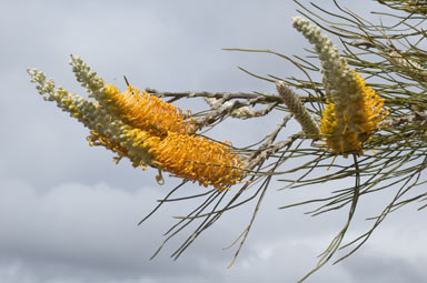 APII jpeg image of Grevillea excelsior  © contact APII