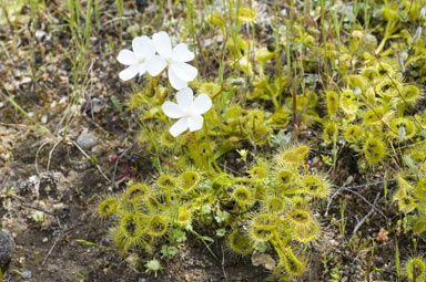 APII jpeg image of Drosera rupicola  © contact APII