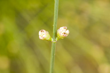 APII jpeg image of Calycopeplus paucifolius  © contact APII