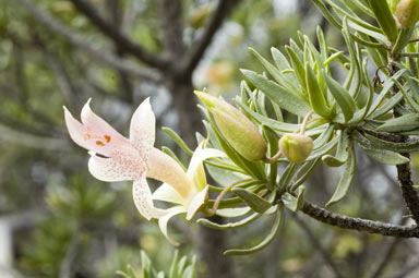 APII jpeg image of Eremophila miniata  © contact APII