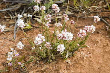 APII jpeg image of Cephalipterum drummondii  © contact APII