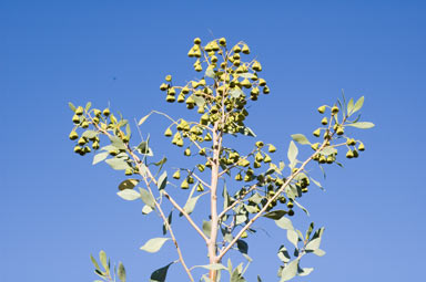 APII jpeg image of Codonocarpus cotinifolius  © contact APII