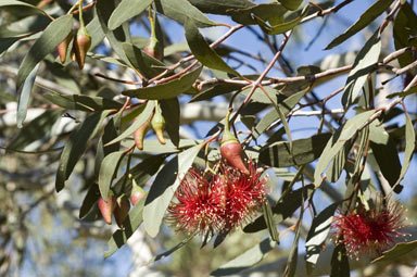 APII jpeg image of Eucalyptus erythronema subsp. erythronema  © contact APII