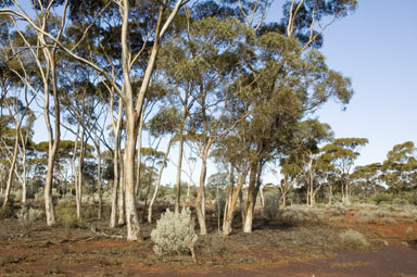 APII jpeg image of Eucalyptus salmonophloia  © contact APII