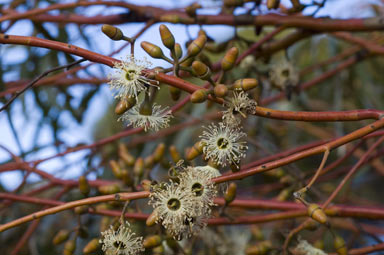 APII jpeg image of Eucalyptus salubris  © contact APII