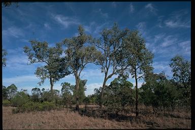 APII jpeg image of Eucalyptus melanophloia  © contact APII