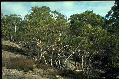 APII jpeg image of Eucalyptus mitchelliana  © contact APII