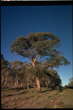 APII jpeg image of Eucalyptus nicholii  © contact APII