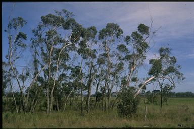 APII jpeg image of Eucalyptus ovata var. grandiflora  © contact APII