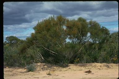 APII jpeg image of Eucalyptus perangusta  © contact APII