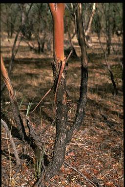 APII jpeg image of Eucalyptus porosa  © contact APII