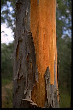 APII jpeg image of Eucalyptus propinqua  © contact APII