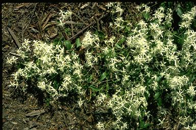 APII jpeg image of Clematis glycinoides  © contact APII