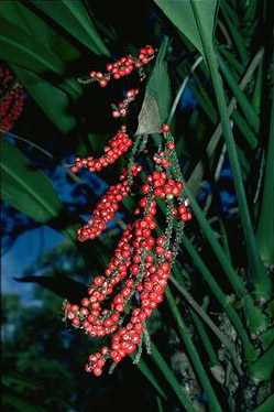 APII jpeg image of Cordyline manners-suttoniae  © contact APII