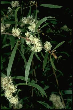 APII jpeg image of Hakea dactyloides  © contact APII