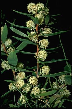 APII jpeg image of Hakea nitida  © contact APII