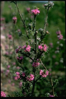 APII jpeg image of Kunzea preissiana  © contact APII