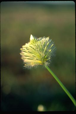 APII jpeg image of Ptilotus macrocephalus  © contact APII