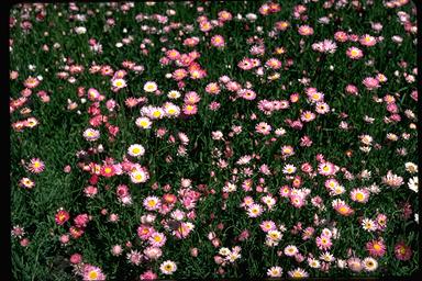 APII jpeg image of Rhodanthe chlorocephala subsp. rosea  © contact APII