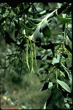 APII jpeg image of Acacia pycnostachya  © contact APII