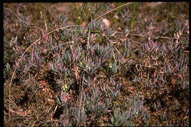 APII jpeg image of Darwinia glaucophylla  © contact APII