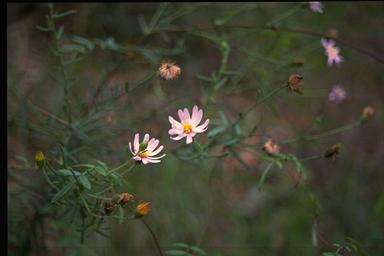 APII jpeg image of Olearia cordata  © contact APII