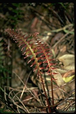 APII jpeg image of Blechnum cartilagineum  © contact APII