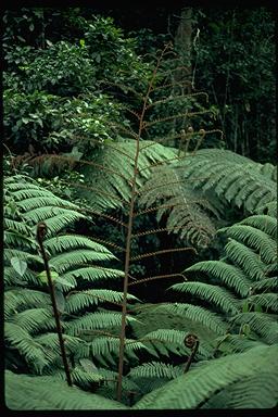 APII jpeg image of Cyathea celebica  © contact APII