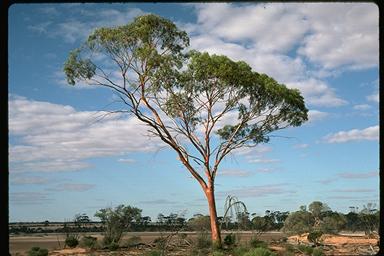 APII jpeg image of Eucalyptus salicola  © contact APII