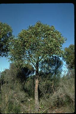 APII jpeg image of Eucalyptus staeri  © contact APII