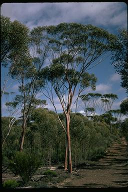 APII jpeg image of Eucalyptus steedmanii  © contact APII