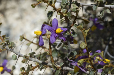 APII jpeg image of Solanum nummularium  © contact APII