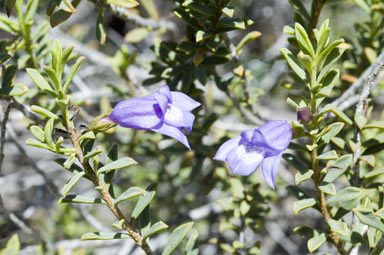 APII jpeg image of Eremophila weldii  © contact APII