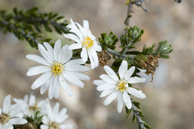 APII jpeg image of Olearia pimeleoides subsp. pimeleoides  © contact APII