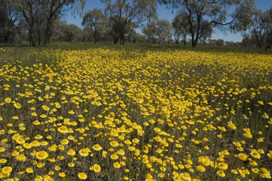 APII jpeg image of Leucochrysum molle  © contact APII