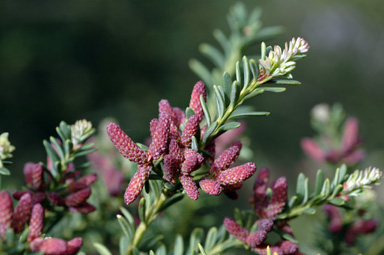 APII jpeg image of Podocarpus lawrencei  © contact APII