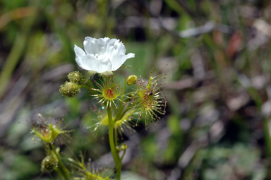 APII jpeg image of Drosera auriculata  © contact APII