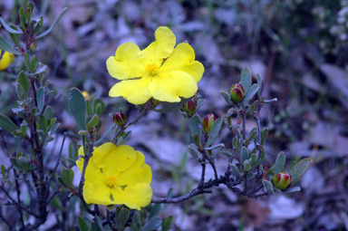 APII jpeg image of Hibbertia obtusifolia  © contact APII