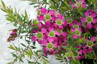 APII jpeg image of Leptospermum 'Tickled Pink'  © contact APII